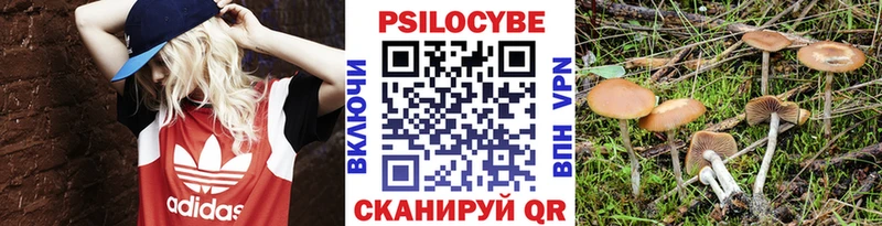 Галлюциногенные грибы Psilocybe  Купить закладки  Камышлов 